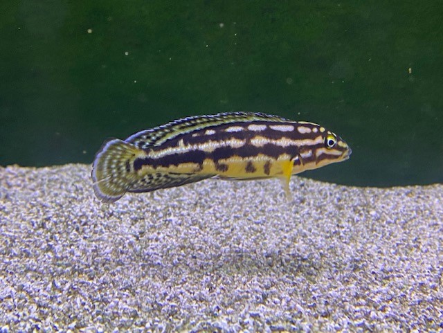 Aquarium inhabitant 051122