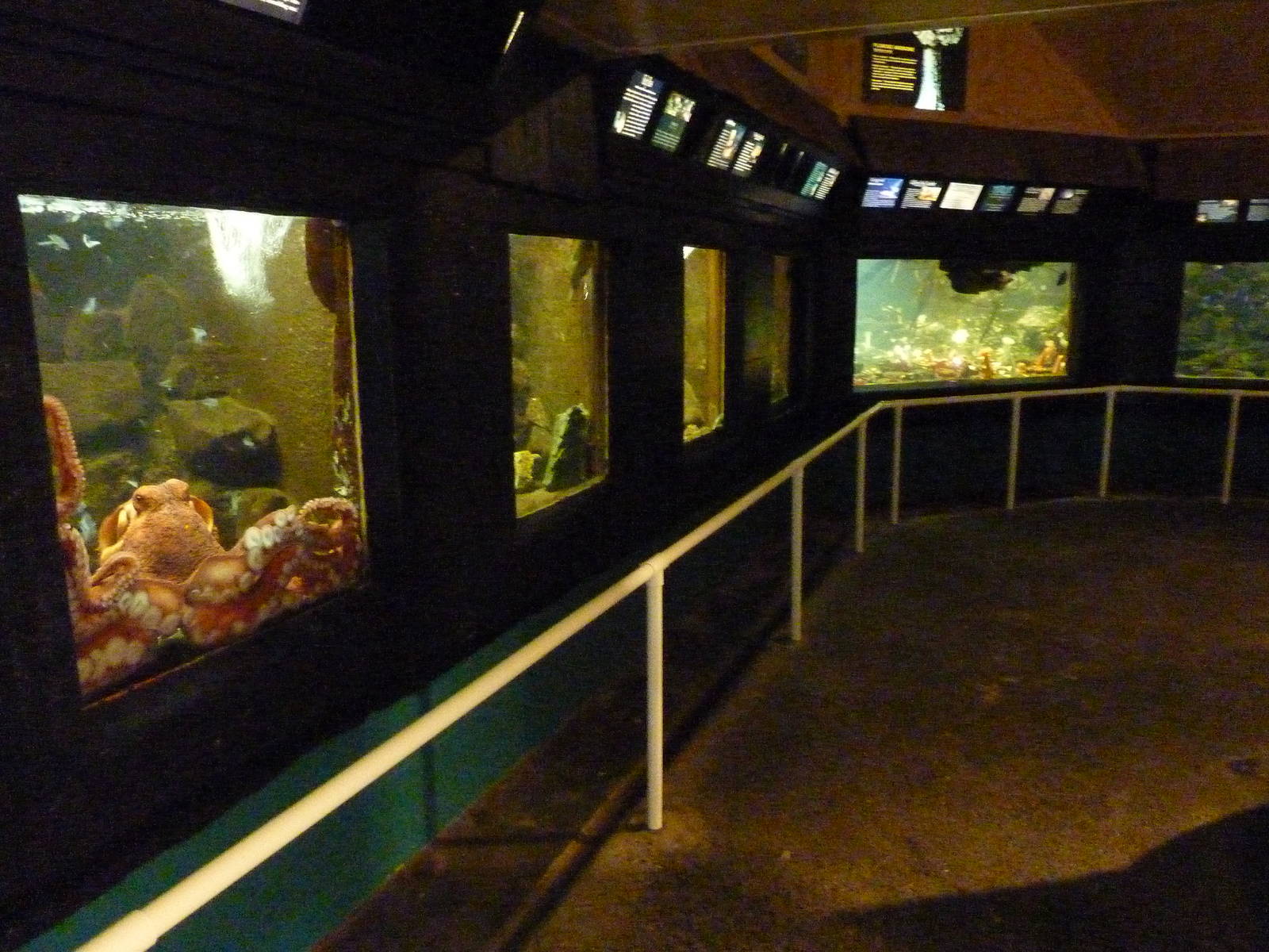 Aquarium Interior - Only About 35 Tanks In Total