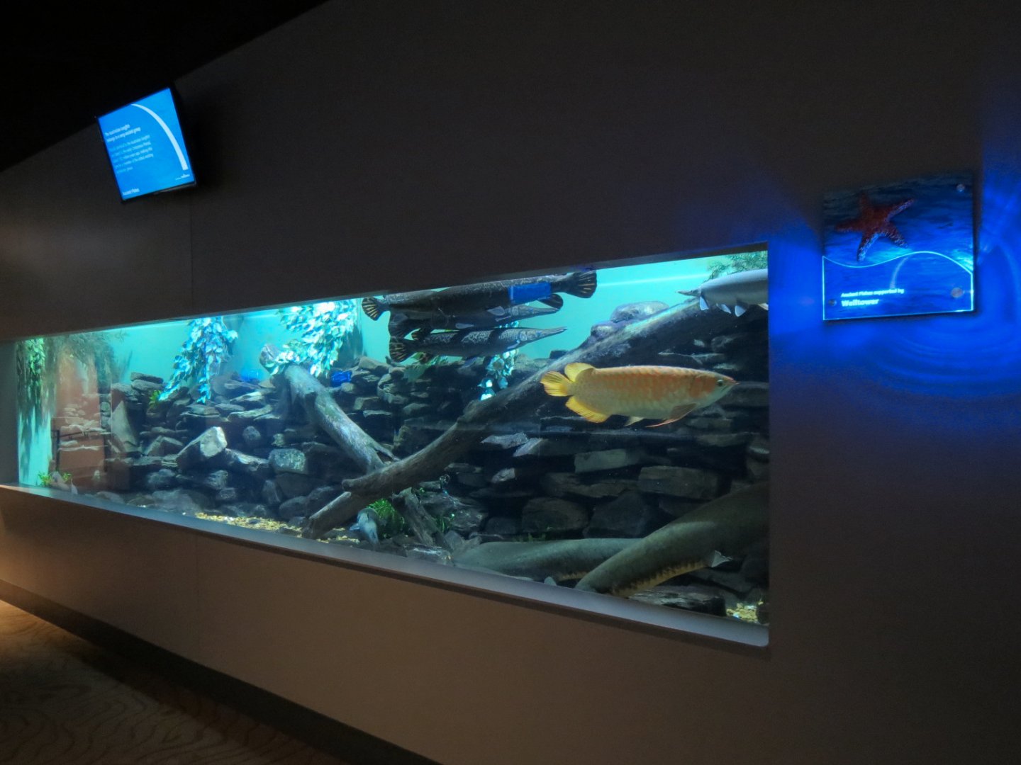 Aquarium - Interior