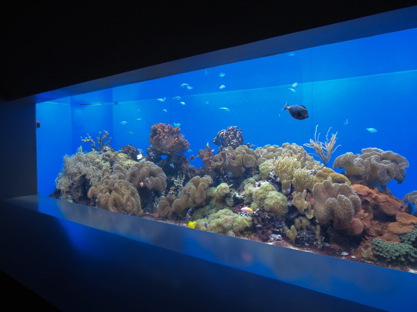 Aquarium - Interior