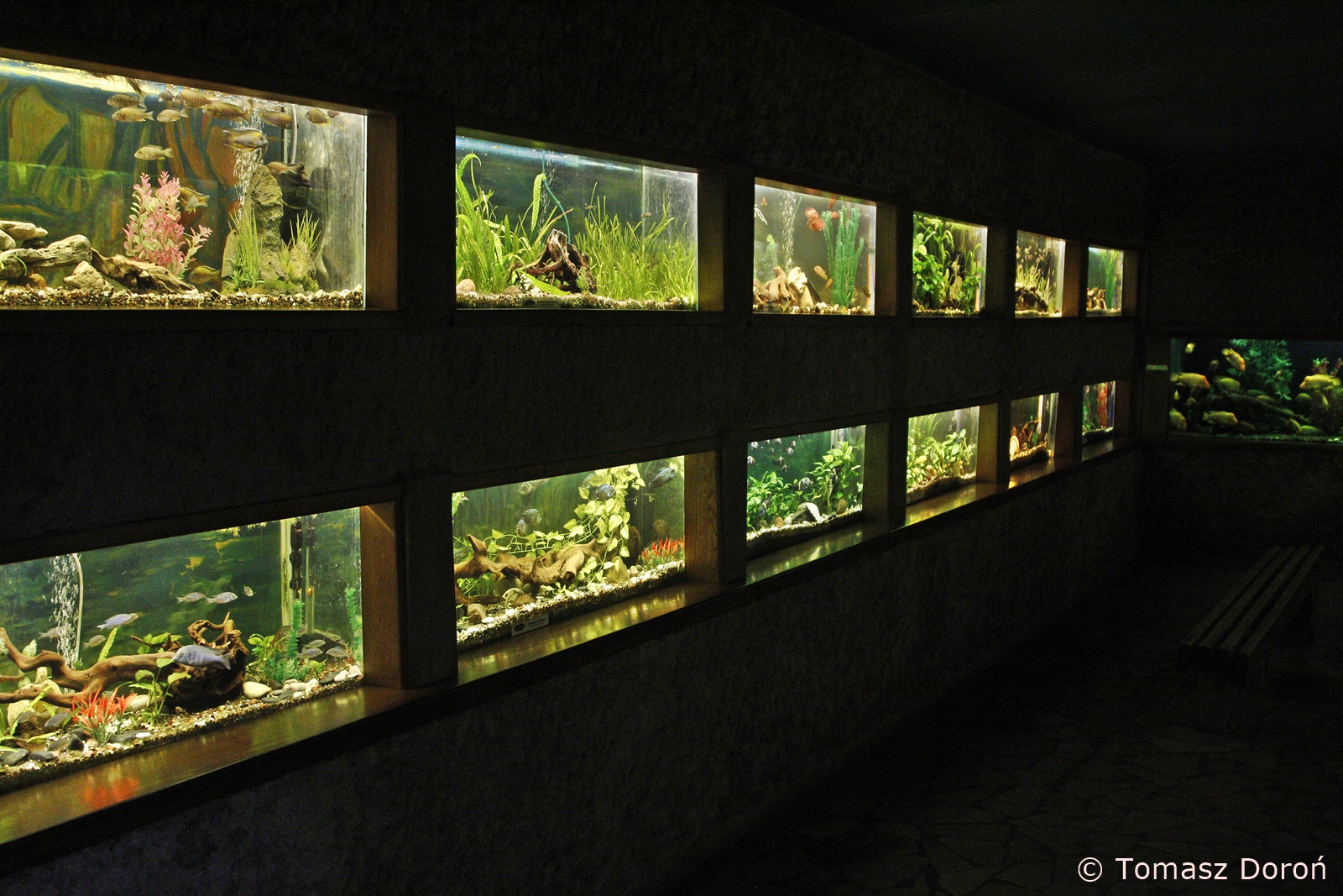 Aquarium, January 2020