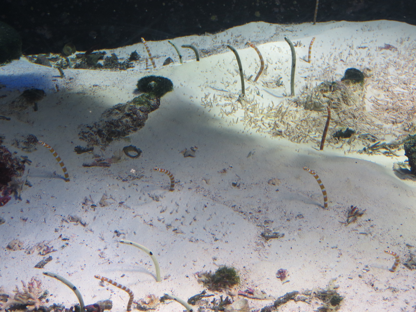 Aquarium - Japan Exhibit - Splendid Garden Eel
