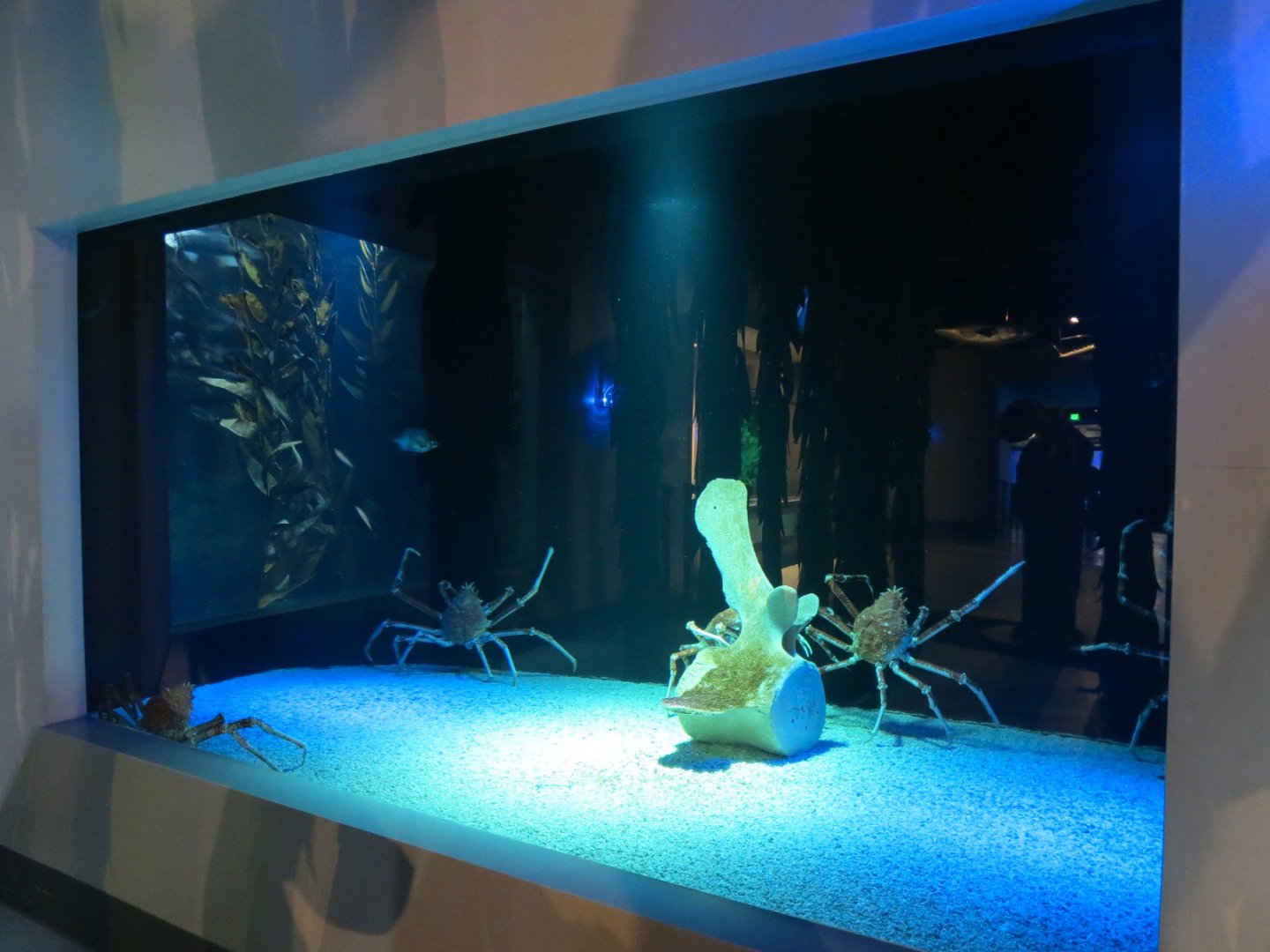 Aquarium - Japanese Spider Crab Exhibit