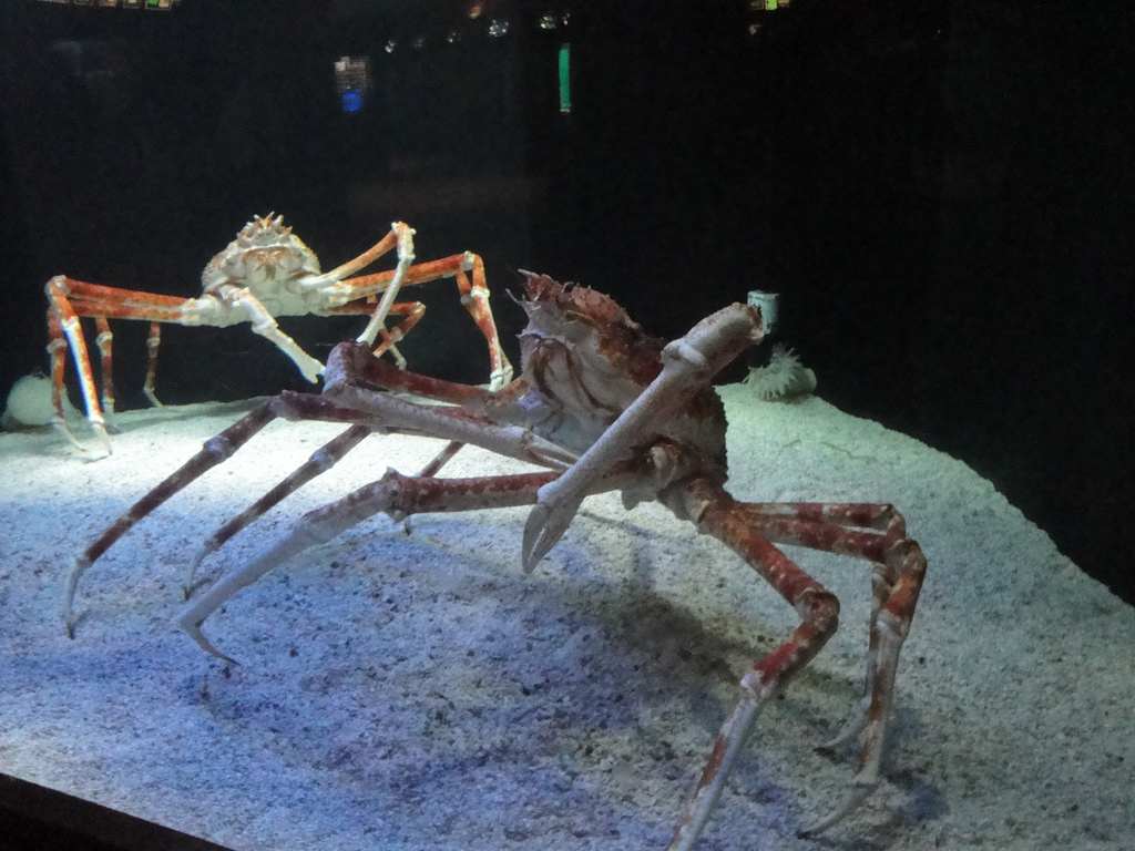 Aquarium - Japanese Spider Crabs