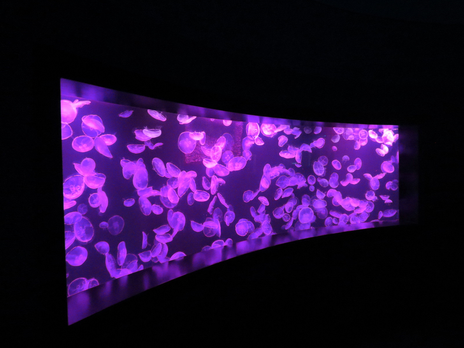 Aquarium - Jellies - Moon Jelly Exhibit