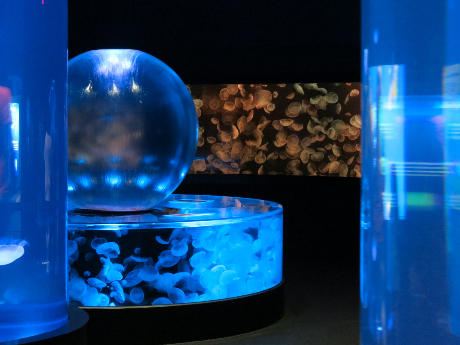 Aquarium - Jellies - Moon Jelly Exhibits