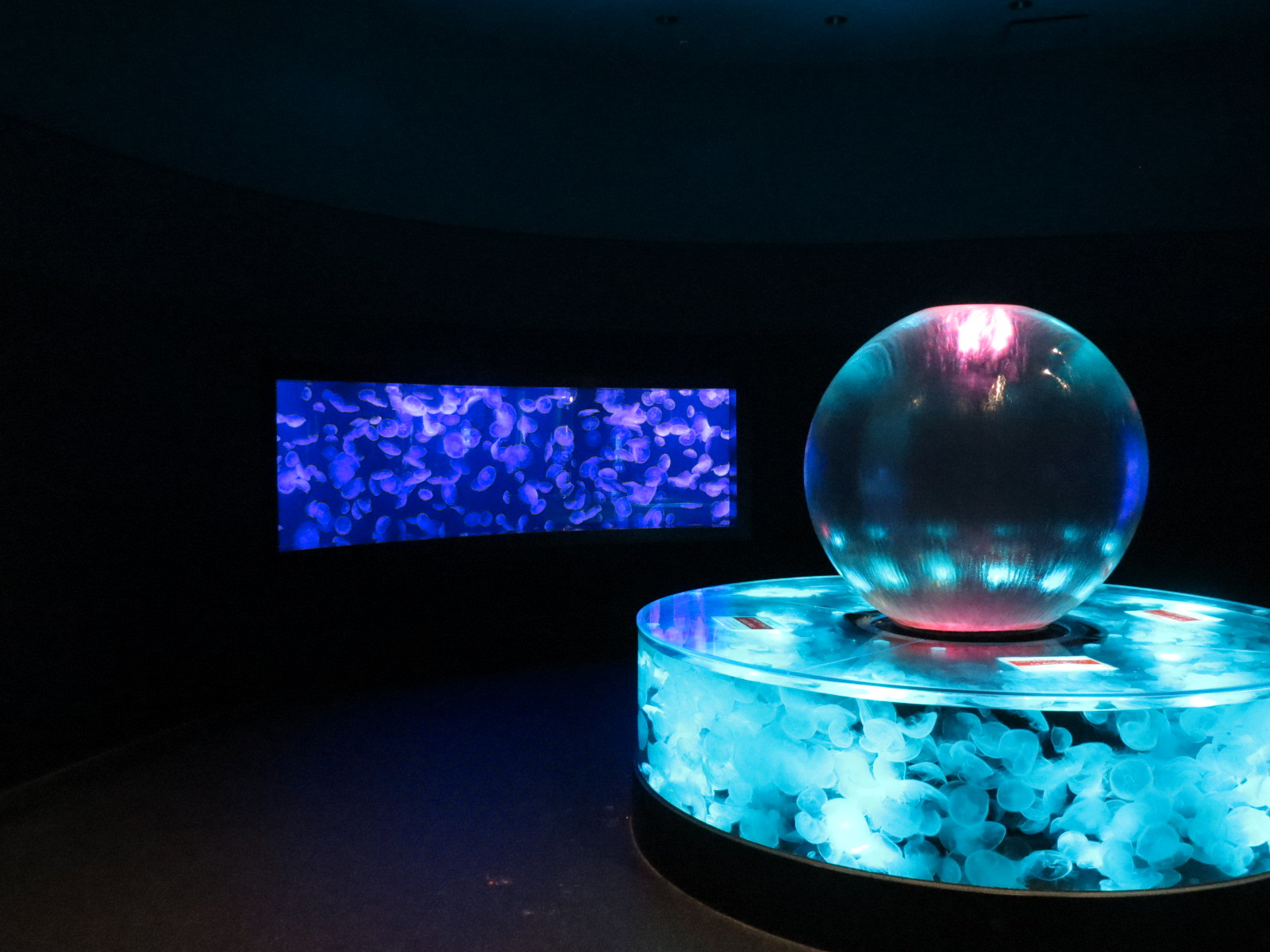 Aquarium - Jellies - Moon Jelly Exhibits