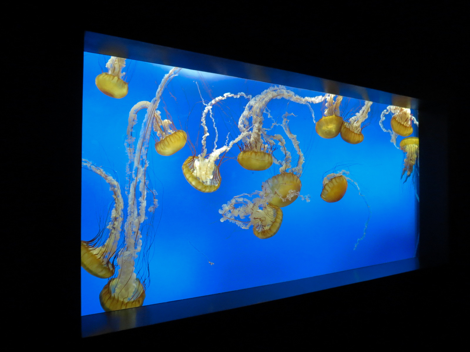 Aquarium - Jellies - Pacific Sea Nettle Exhibit