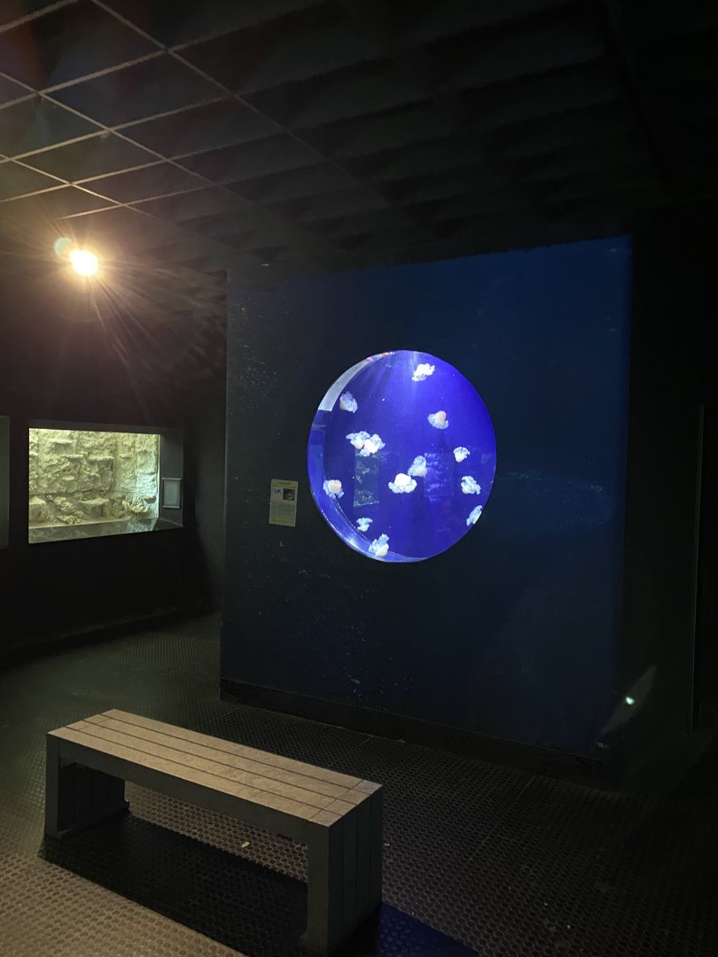 Aquarium - jellyfish exhibit 011219