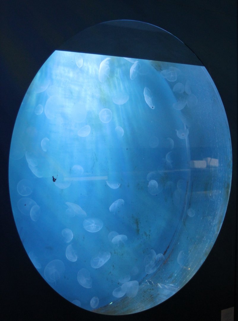 Aquarium jellyfish