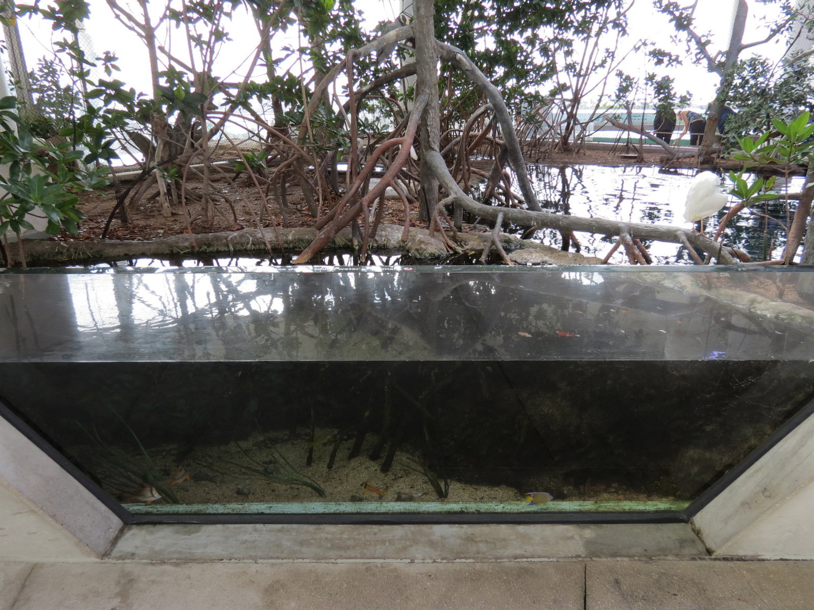 Aquarium - Juvenile Fish Exhibit in Aviary