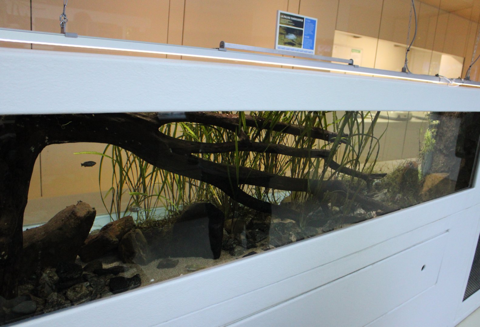 Aquarium La Palma pupfish