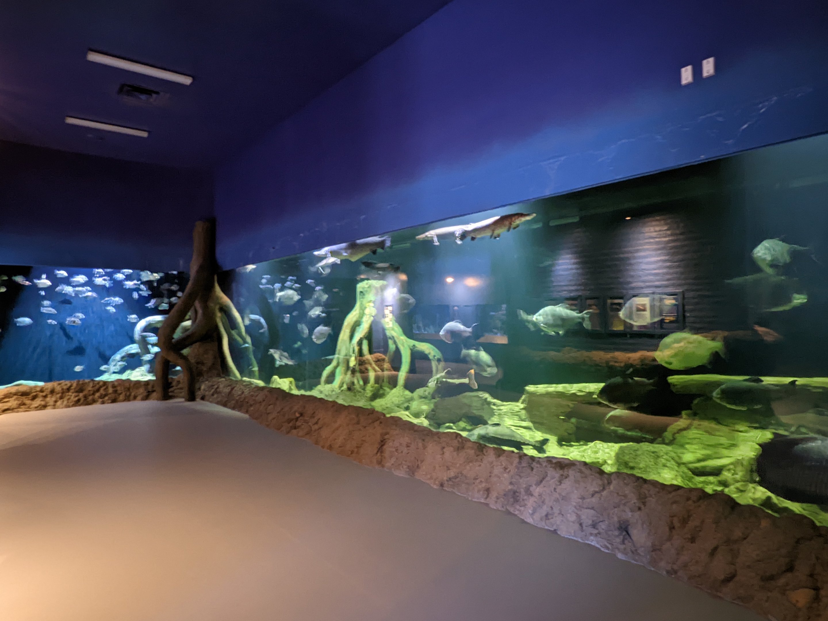 Aquarium - large Amazon tank