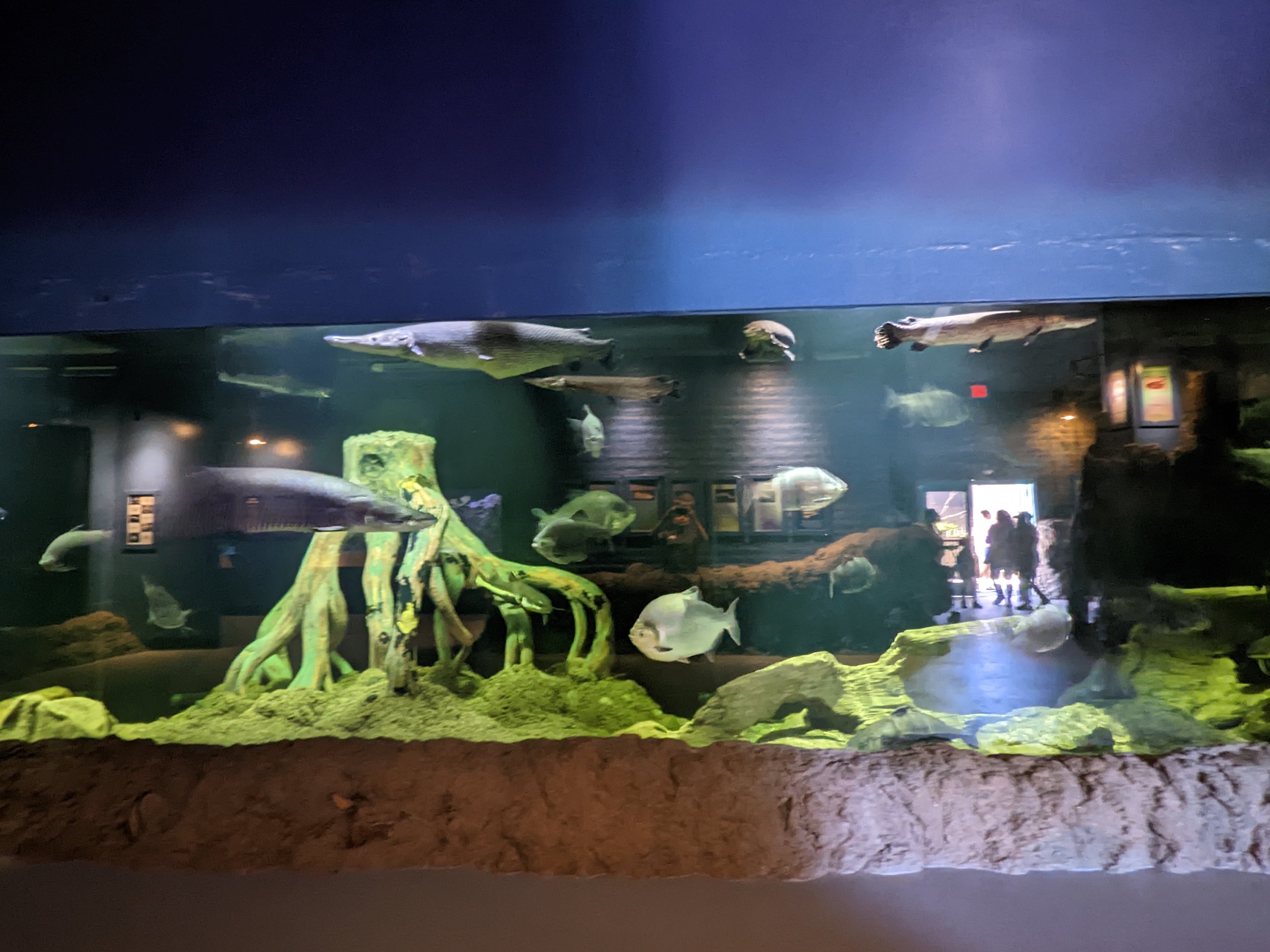 Aquarium - large Amazon tank