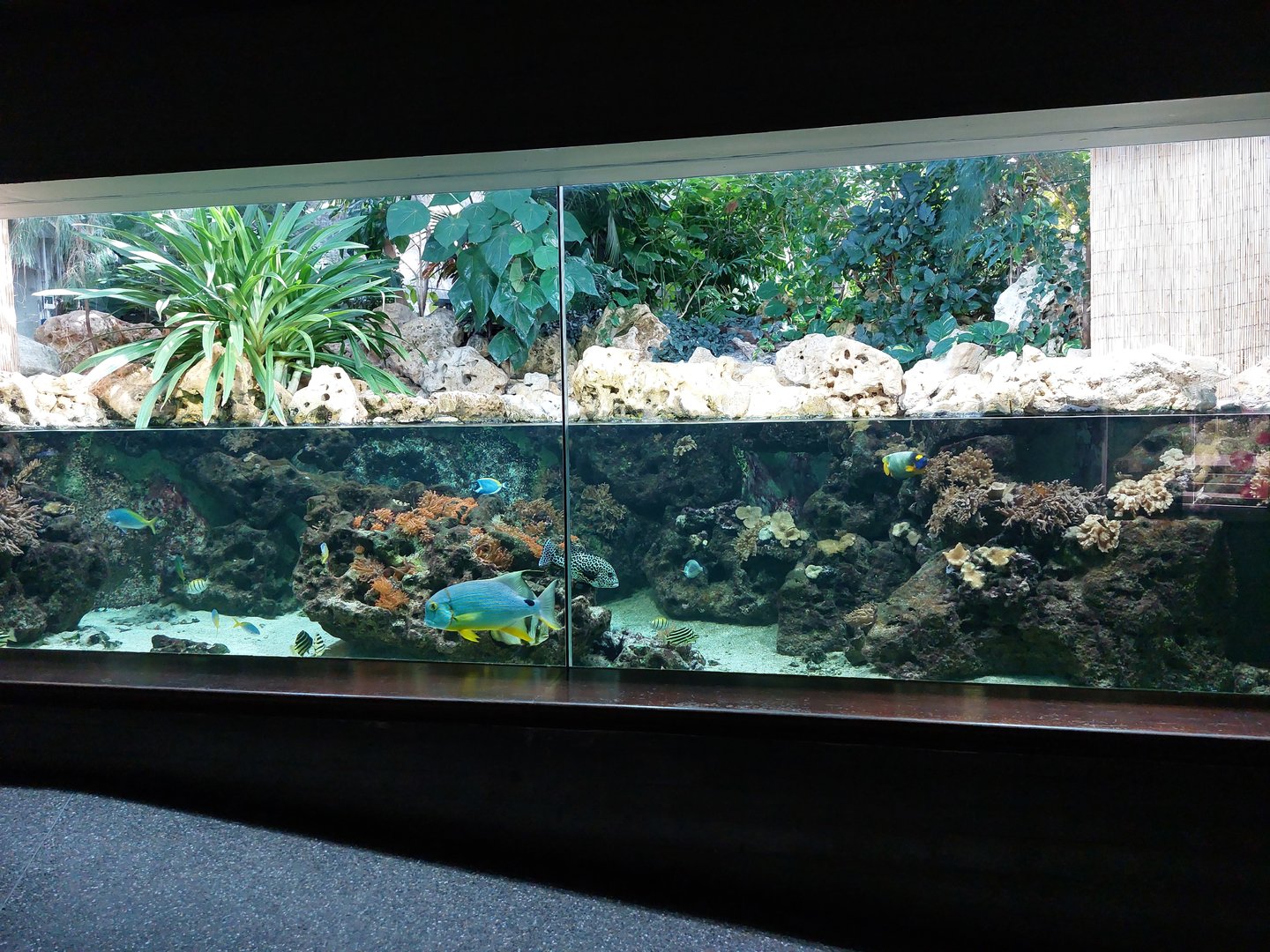 Aquarium - Large coral reef landscape tank