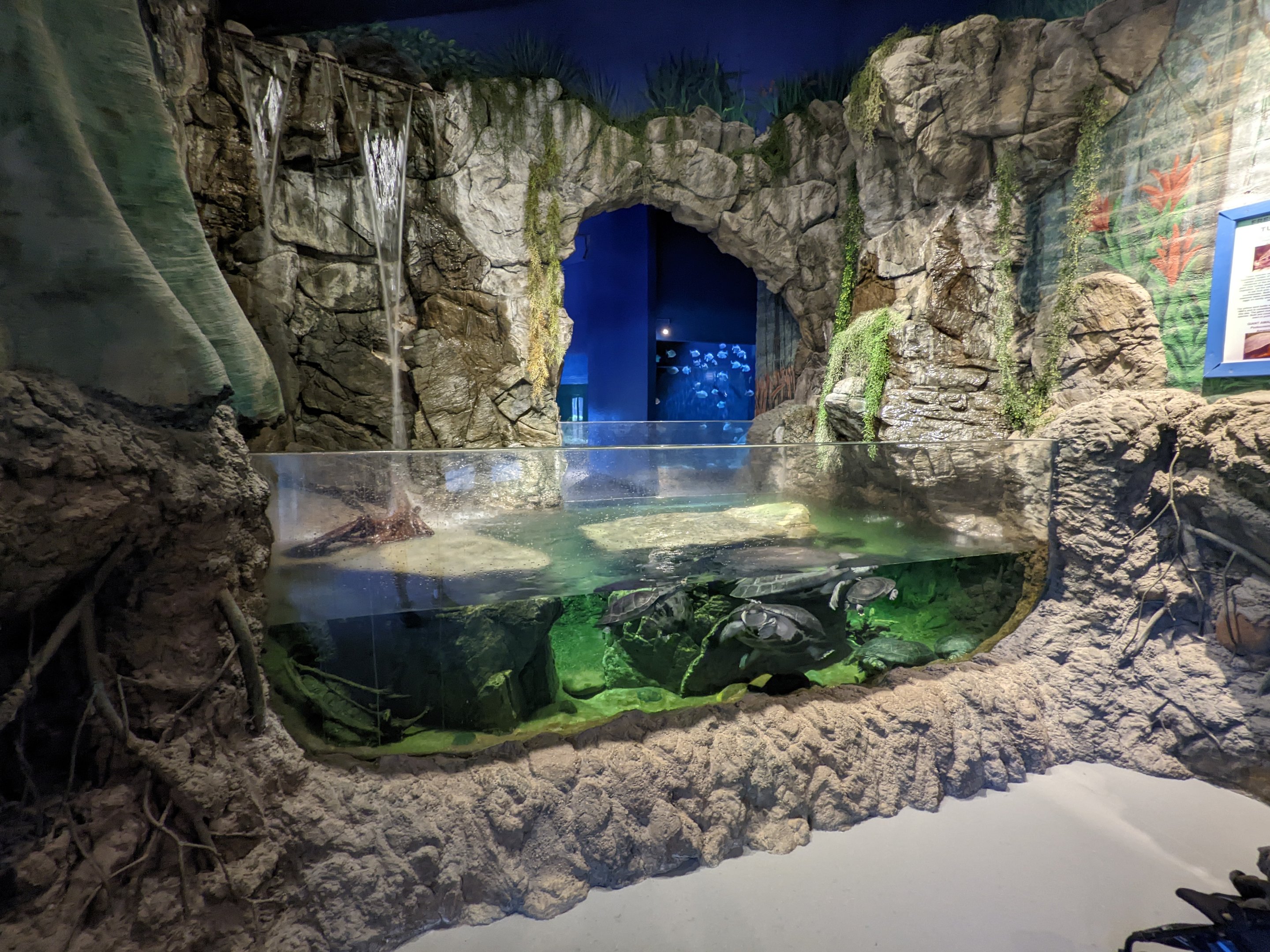 Aquarium - large freshwater turtles