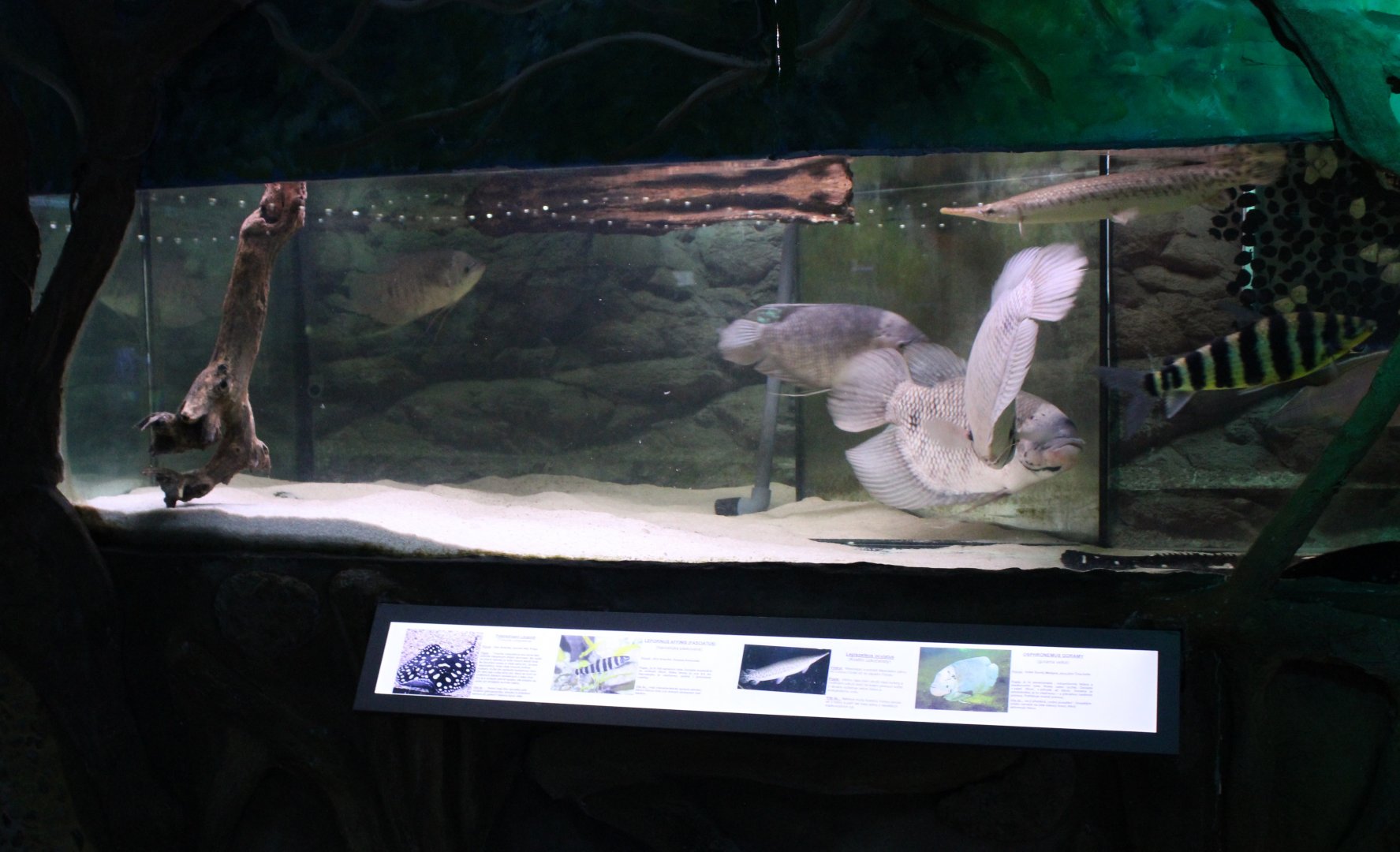 Aquarium Leporinus - gar - gourami and river stingray