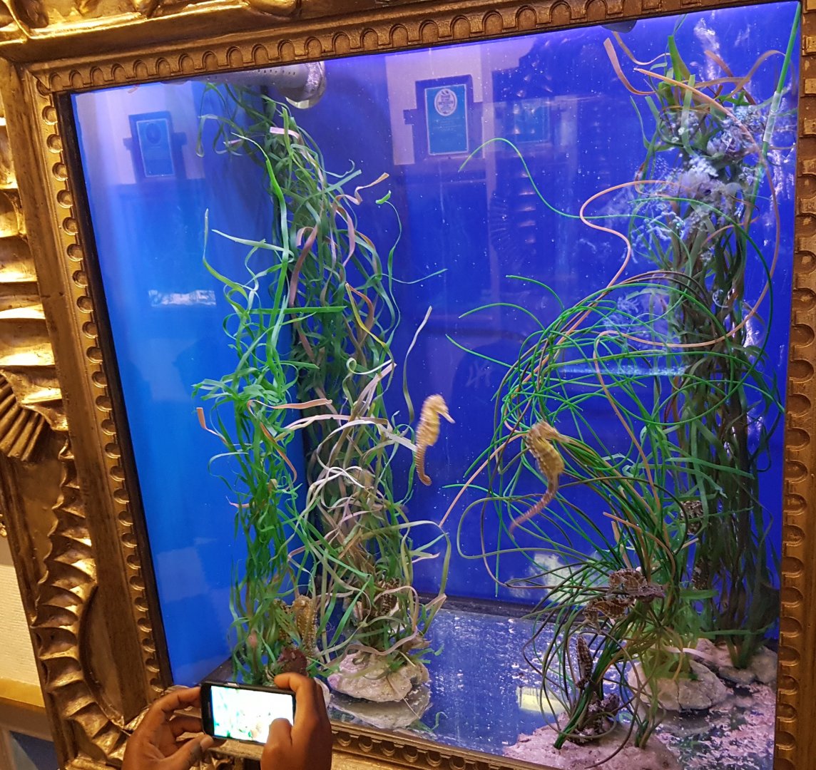 Aquarium lined seahorse - Hippocampus erectus