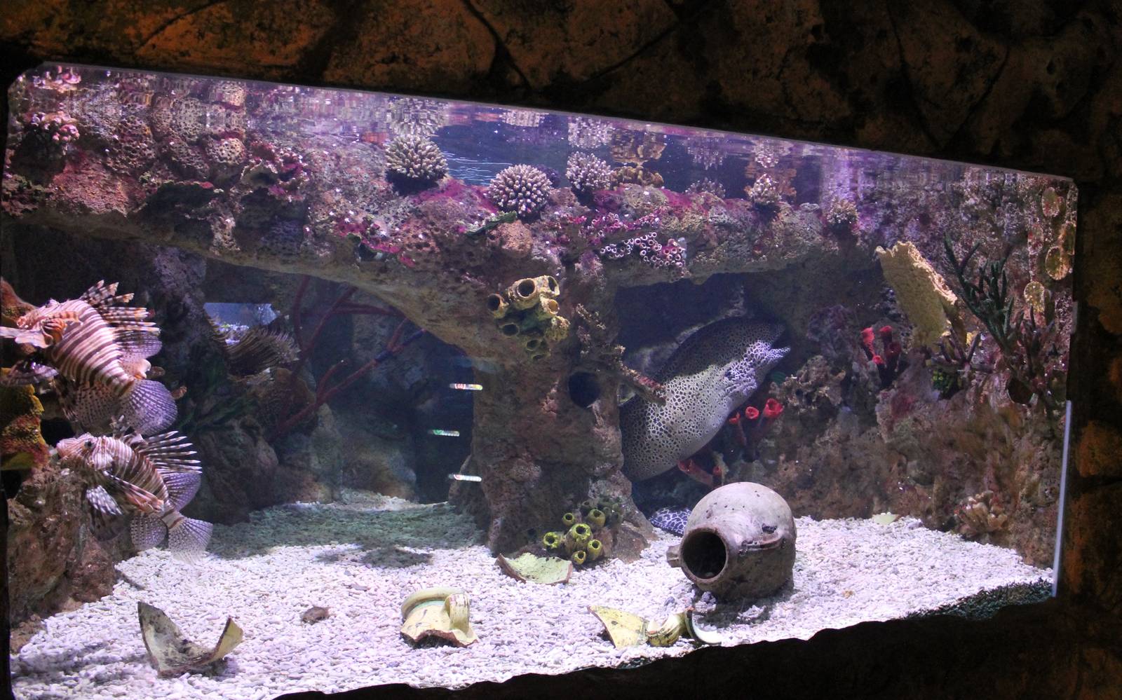 Aquarium Lionfish - Morey eel