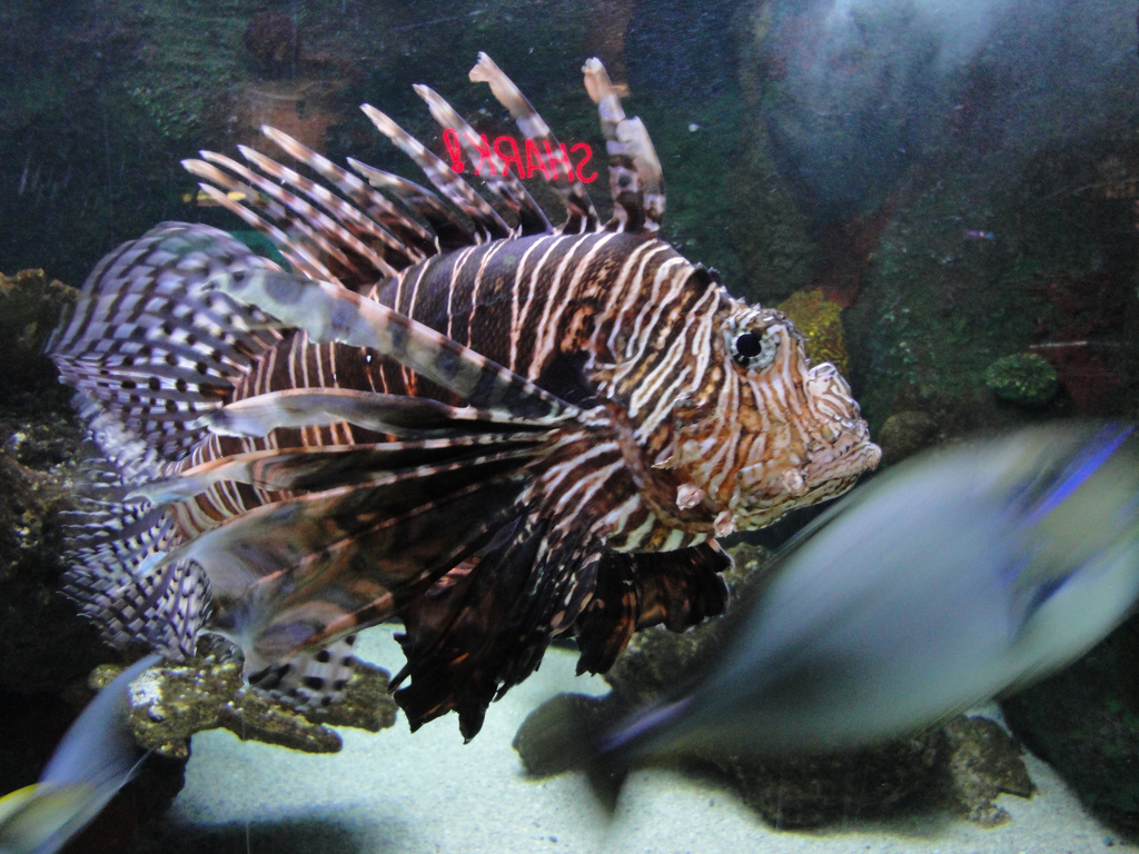 Aquarium - Lionfish