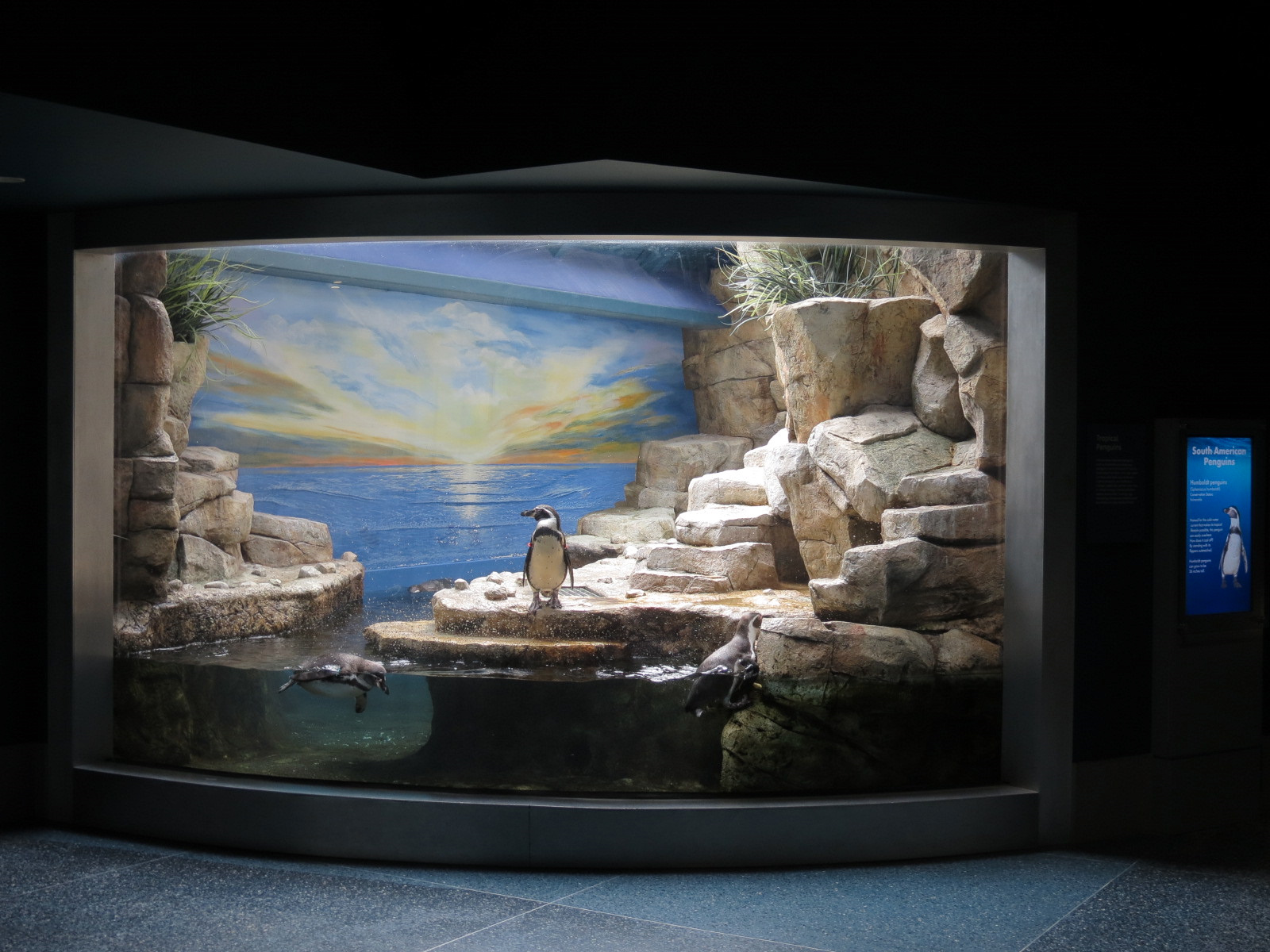 Aquarium - Lobby - Humboldt Penguin Exhibit - Upper Level