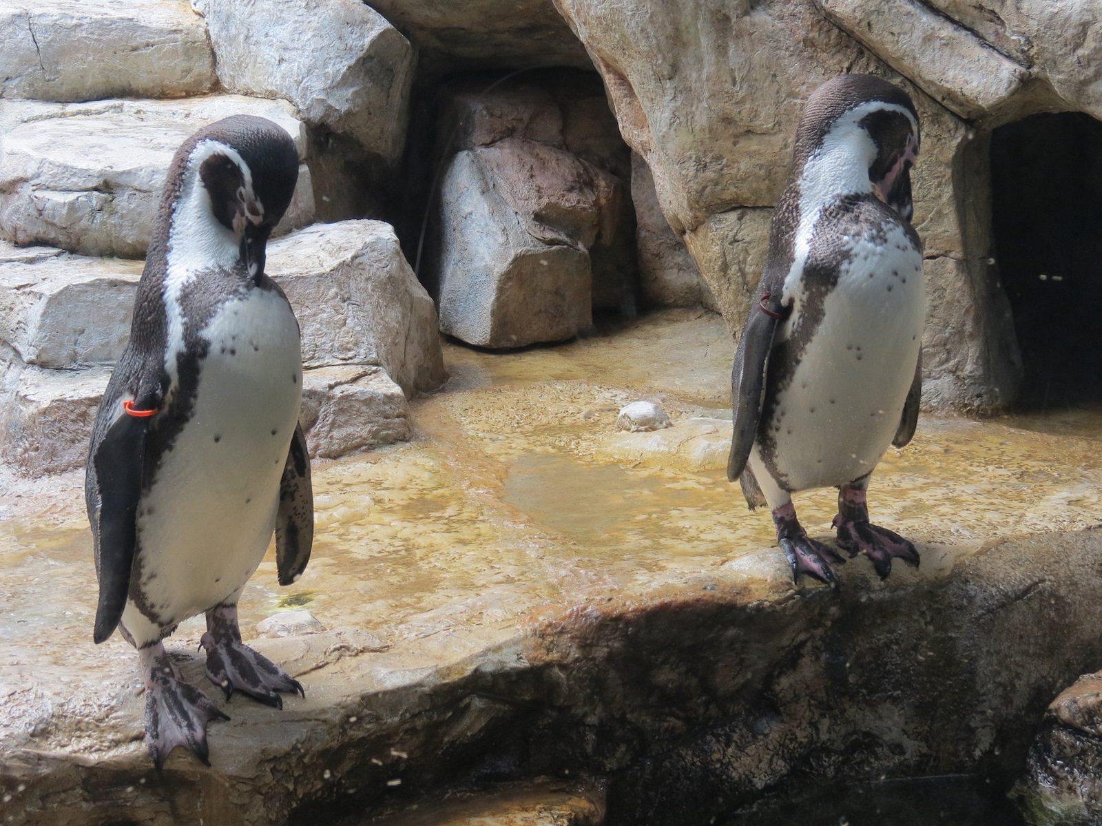 Aquarium - Lobby - Humboldt Penguin Exhibit - Upper Level