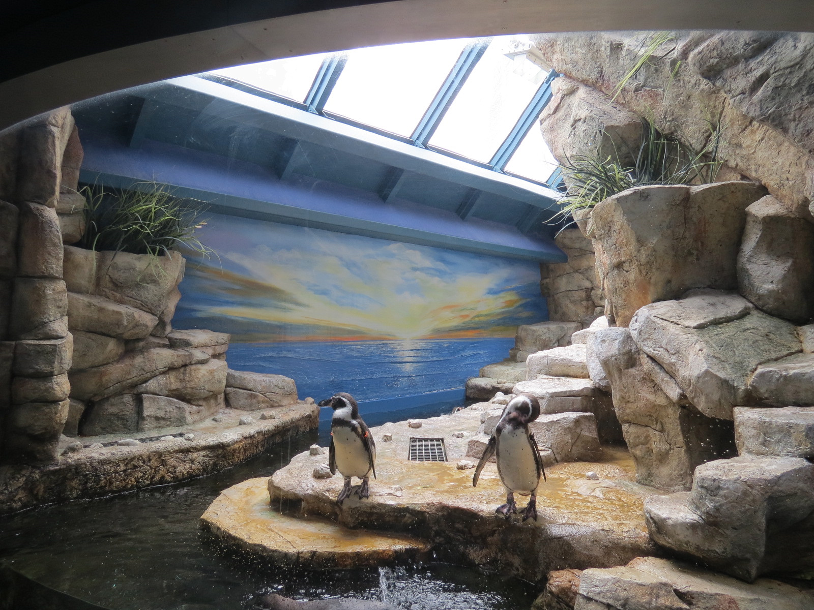 Aquarium - Lobby - Humboldt Penguin Exhibit - Upper Level