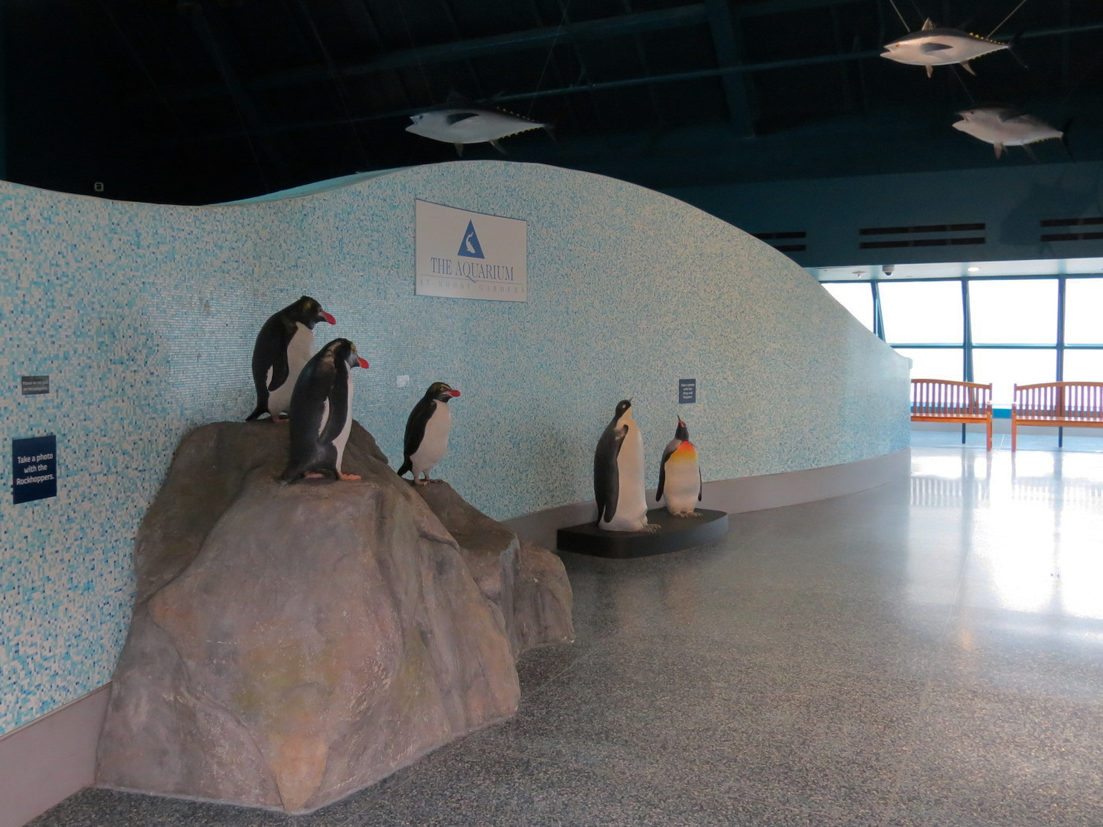 Aquarium - Lobby - Penguin Display