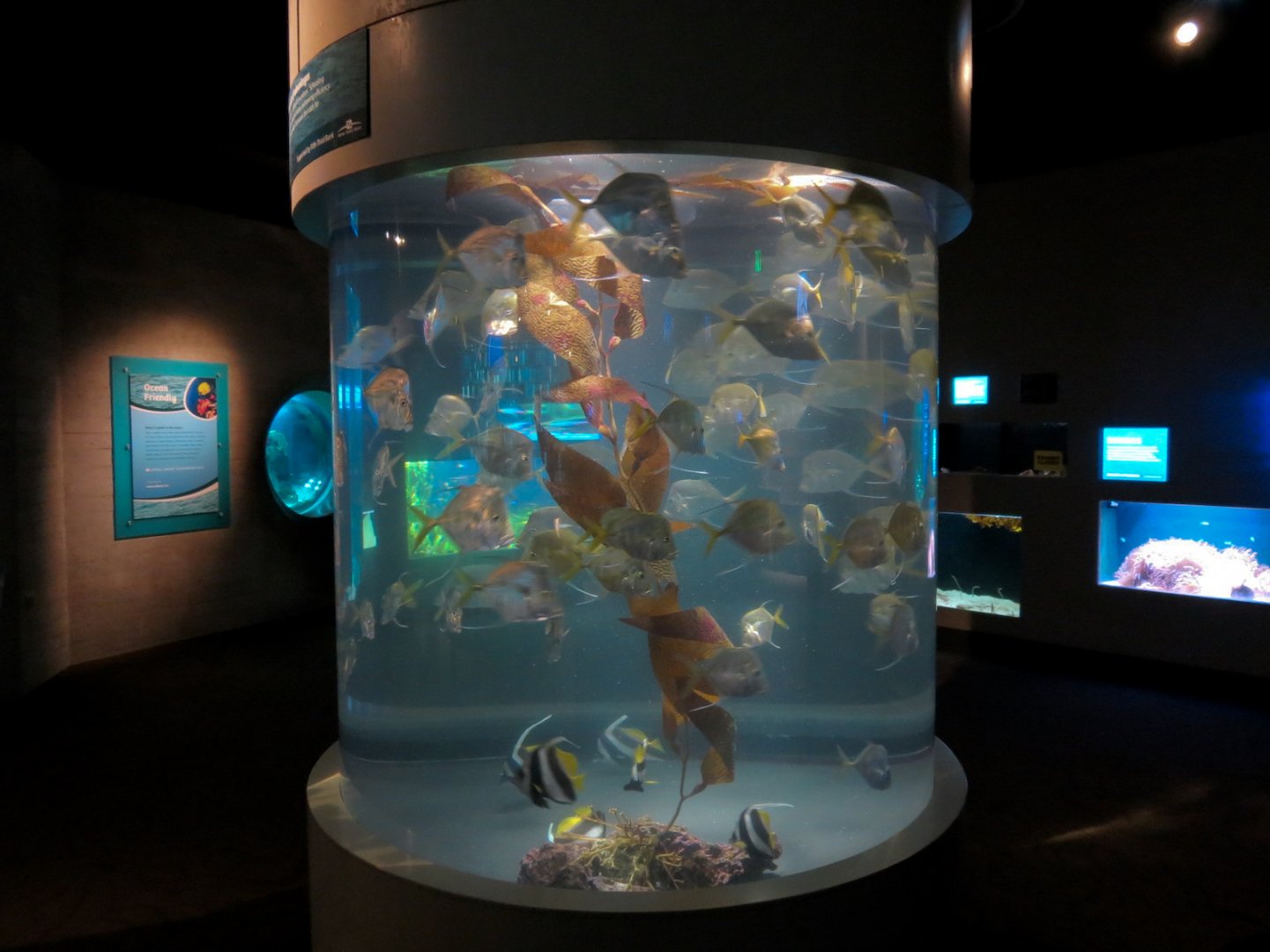 Aquarium - Lookdown Exhibit