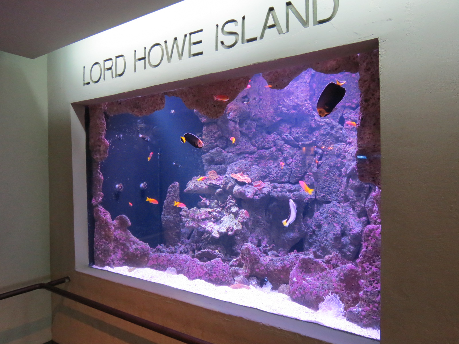 Aquarium - Lord Howe Island Exhibit