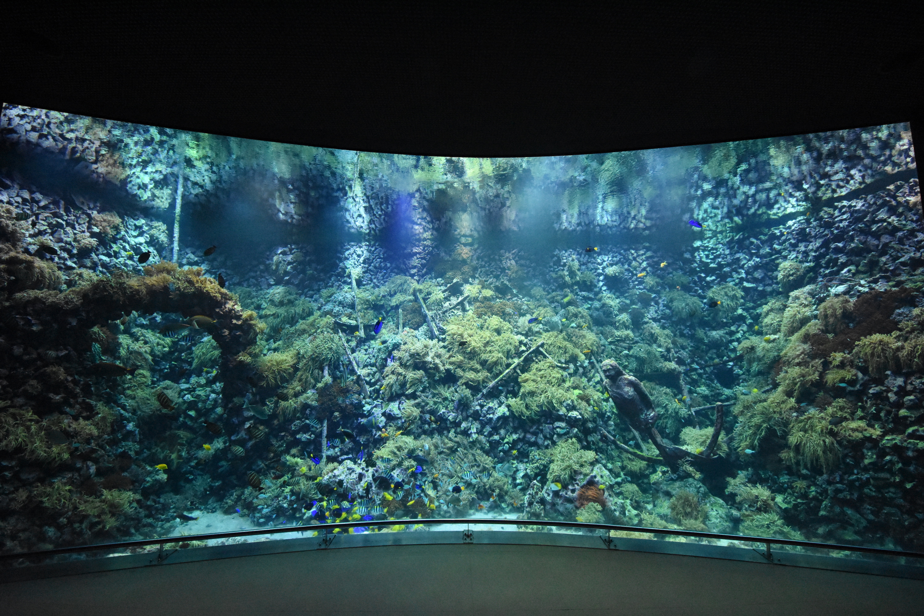 Aquarium - Main reef tank