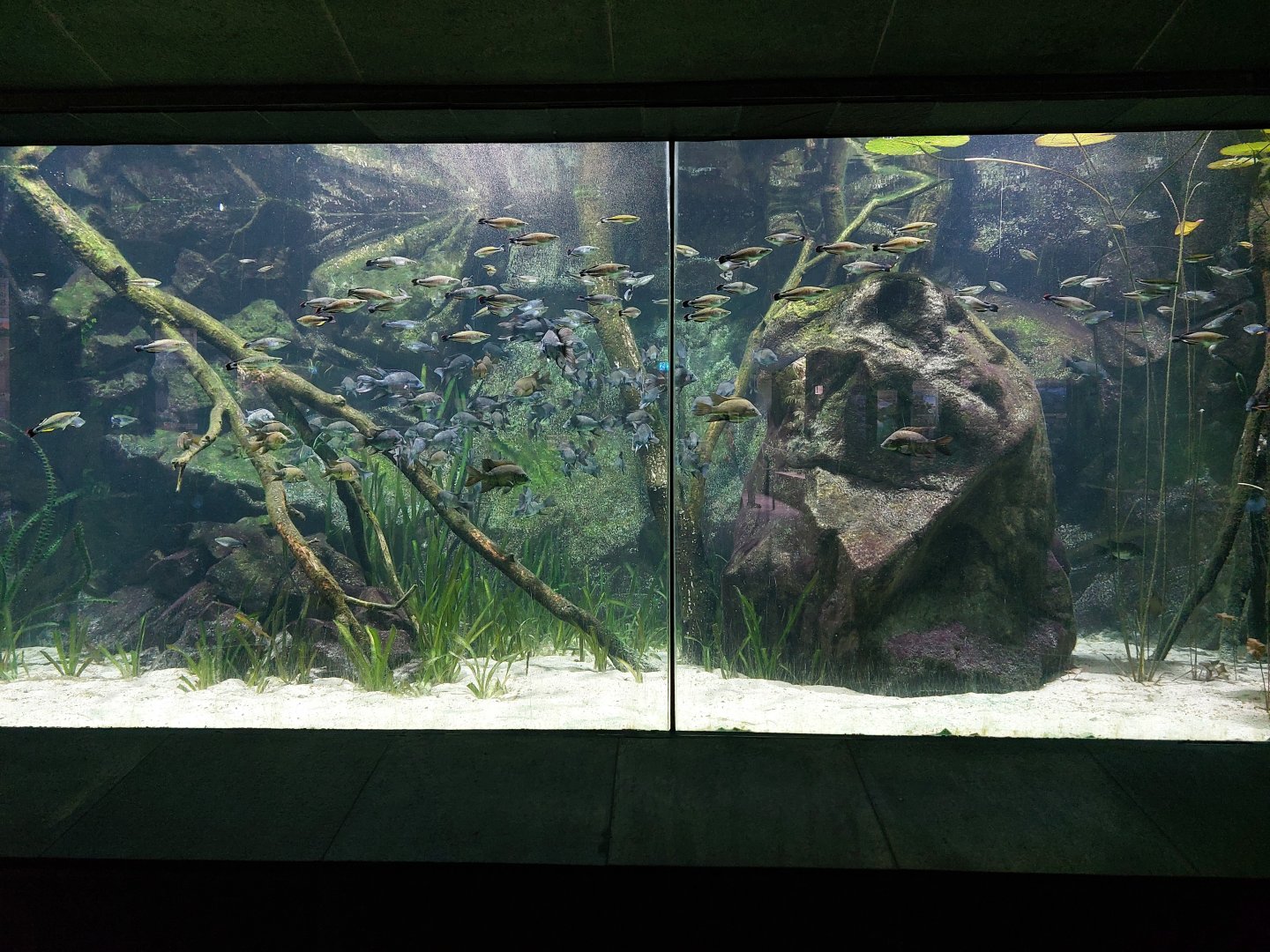 Aquarium - Malagasy cichlid tank