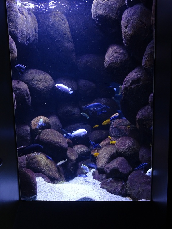 Aquarium: Malawi tank (species list in comments)