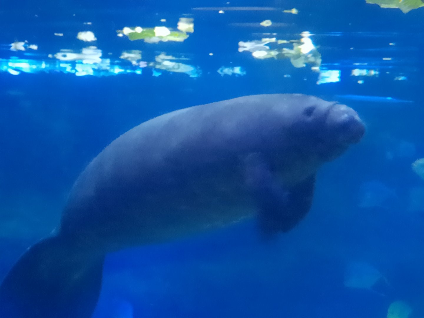 Aquarium - Manatee
