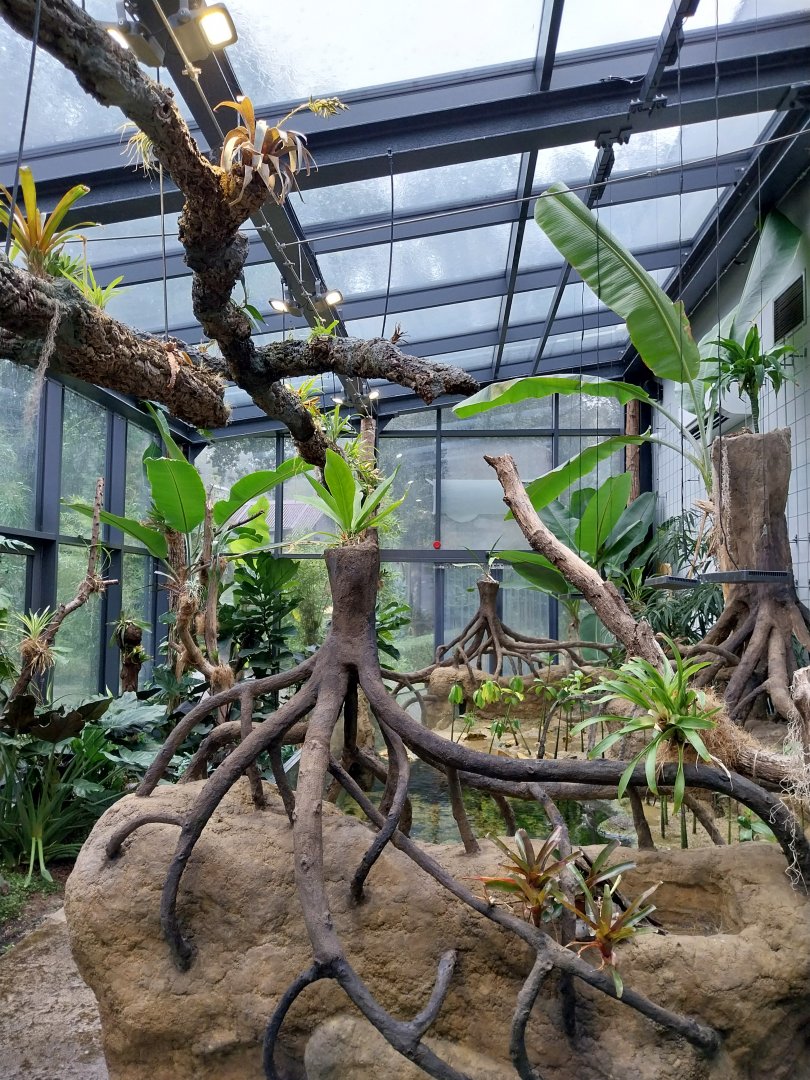 Aquarium - Mangrove exhibit