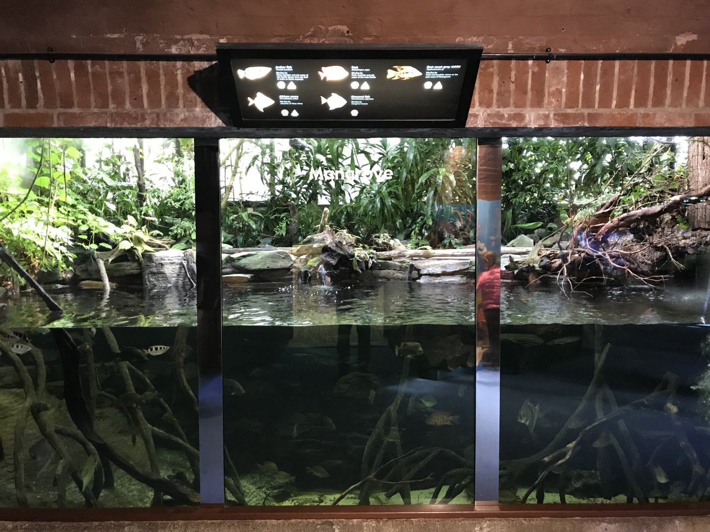 Aquarium - Mangroves exhibit 261018