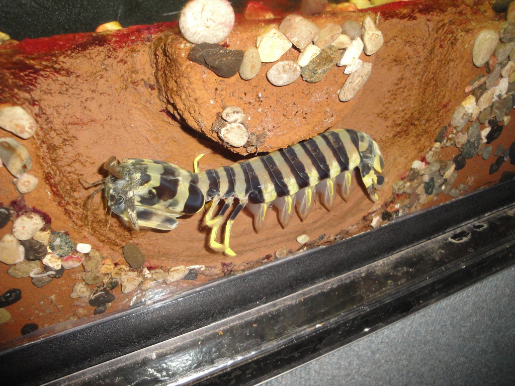 Aquarium - Mantis Shrimp