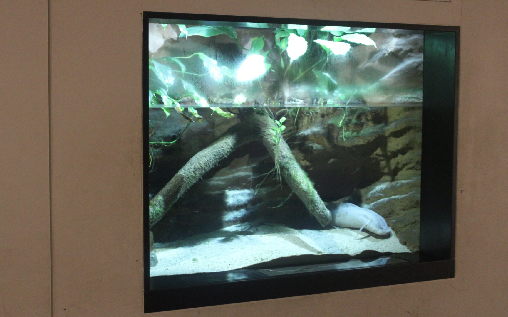 Aquarium Marbled lungfish