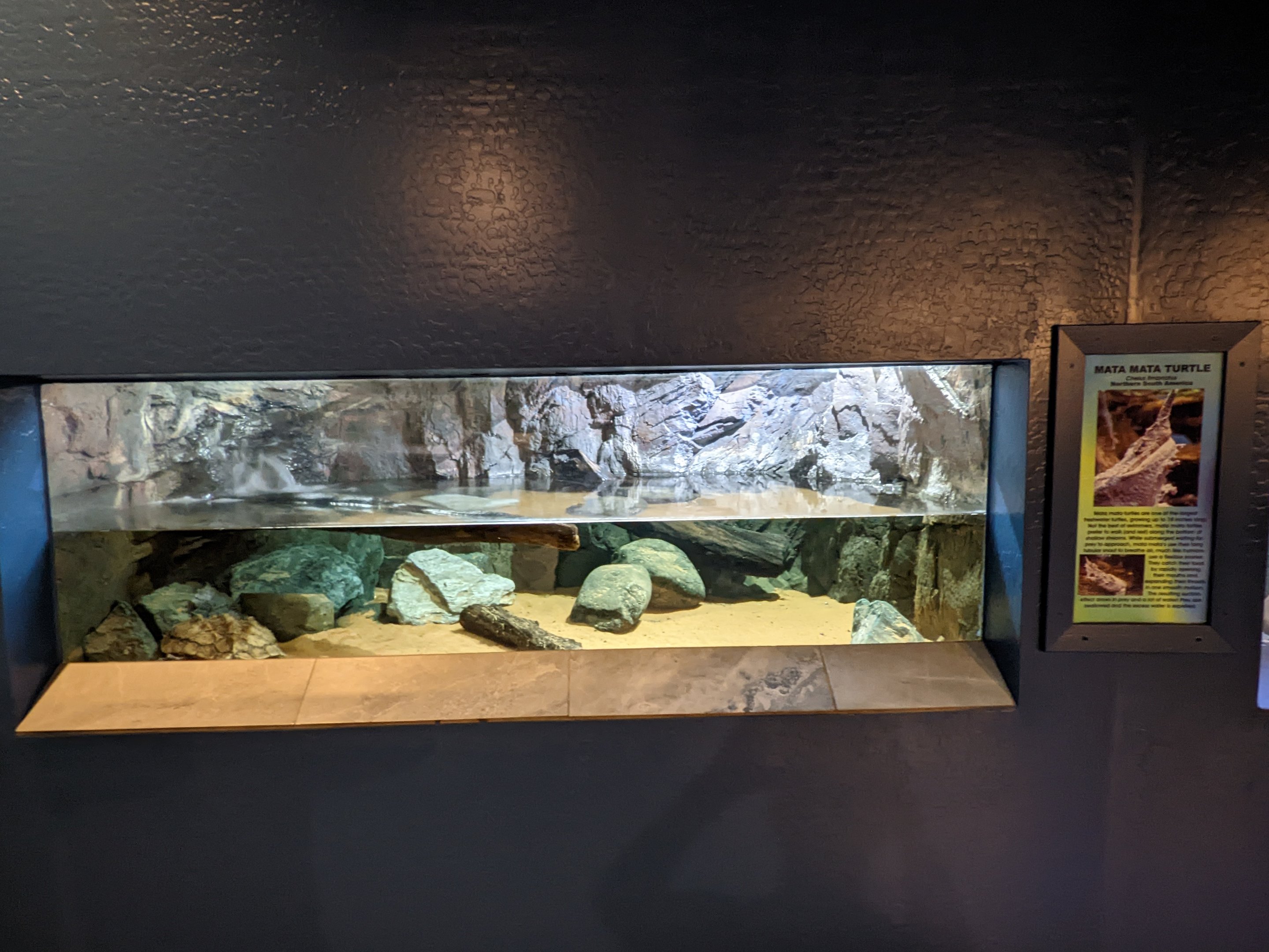 Aquarium - mata mata turtle