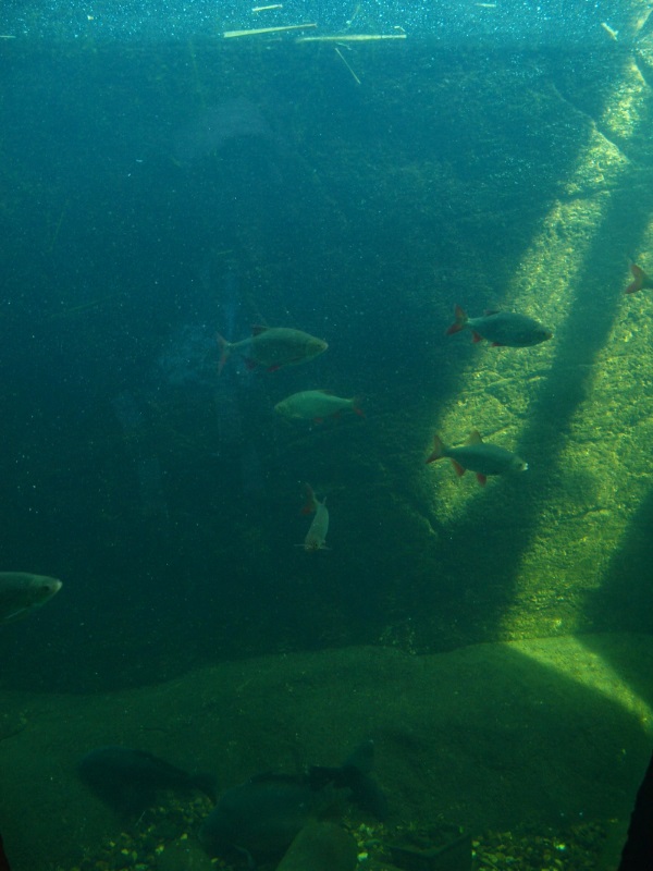 Aquarium (May 2nd, 2015)