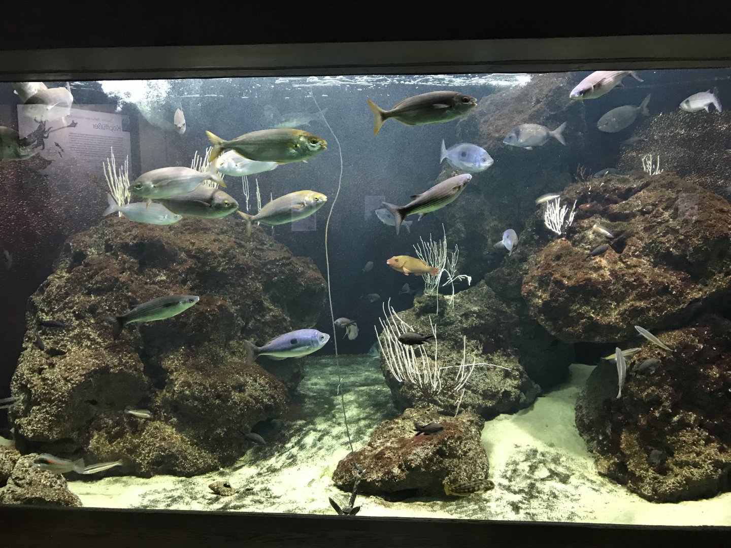 Aquarium - Mediterranean Sea exhibit 011218