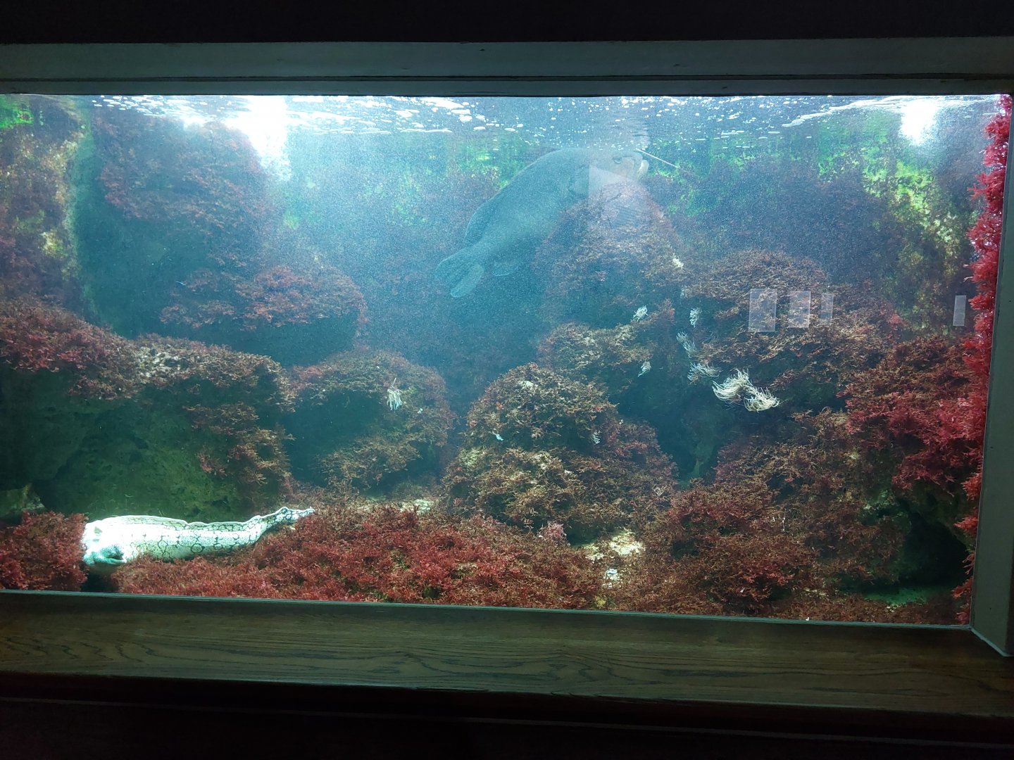 Aquarium - Mediterranean tank example