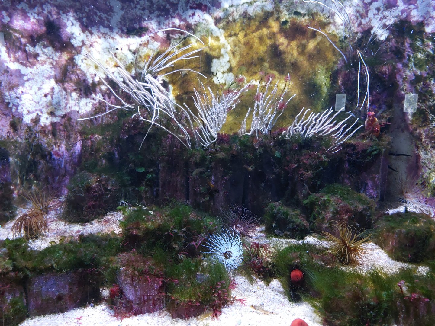 Aquarium - Mediterranean tank example