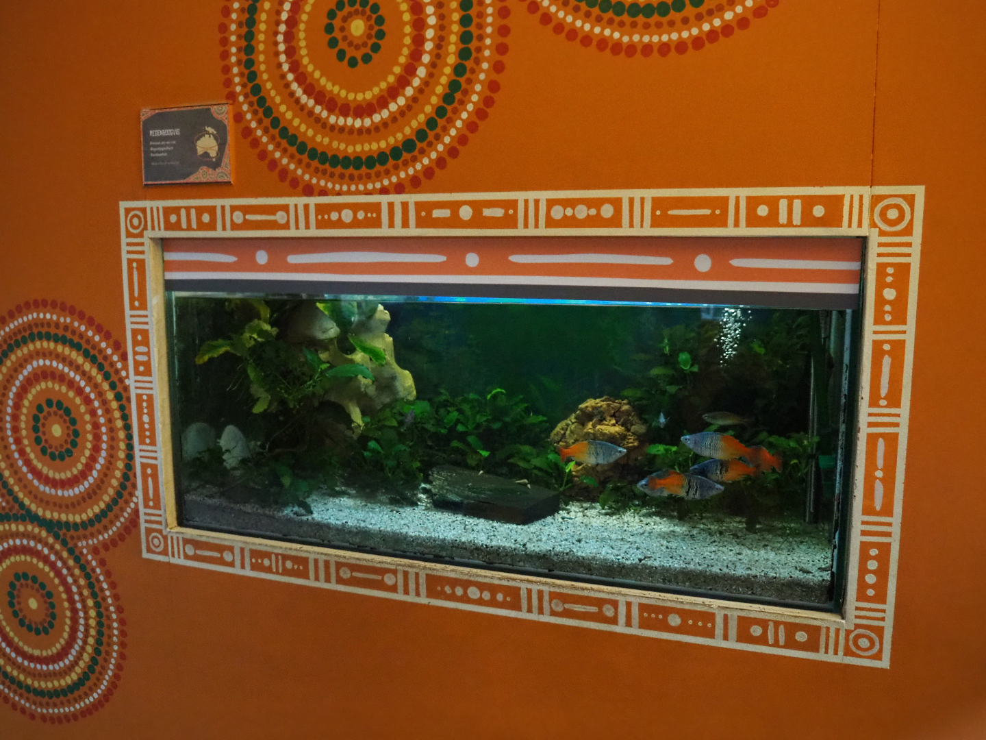 Aquarium Melanotaenia boesemani rainbowfish, 2020-01-11