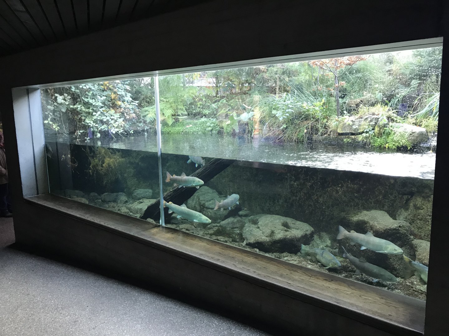 Aquarium - mixed aquarium and aviary exhibit 011218