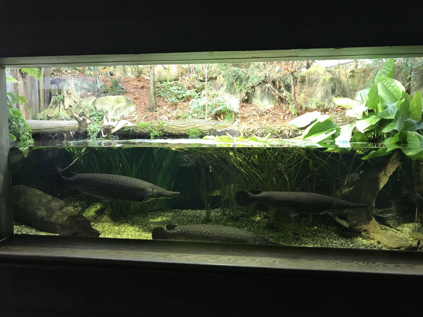 Aquarium - mixed aquatic and aviary exhibit 011218