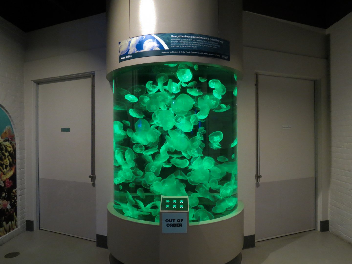 Aquarium - Moon Jelly Exhibit