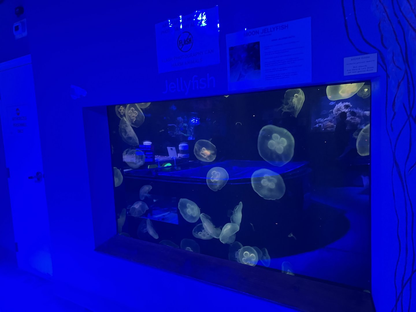 Aquarium - Moon Jellyfish Tank