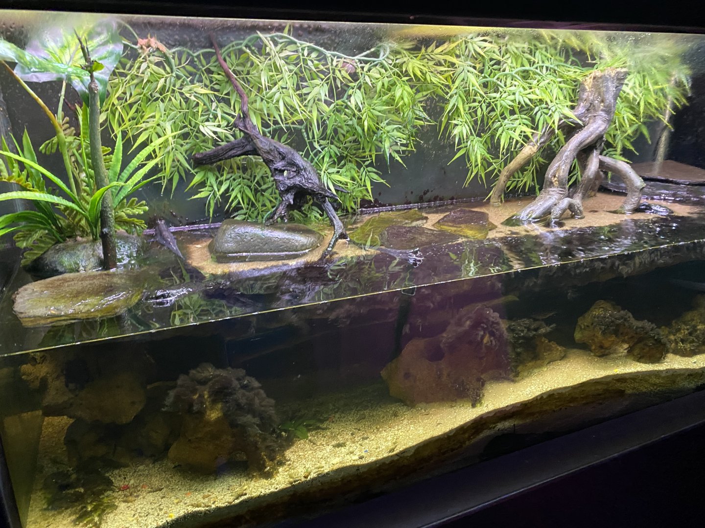 Aquarium - Mudskipper exhibit 210621