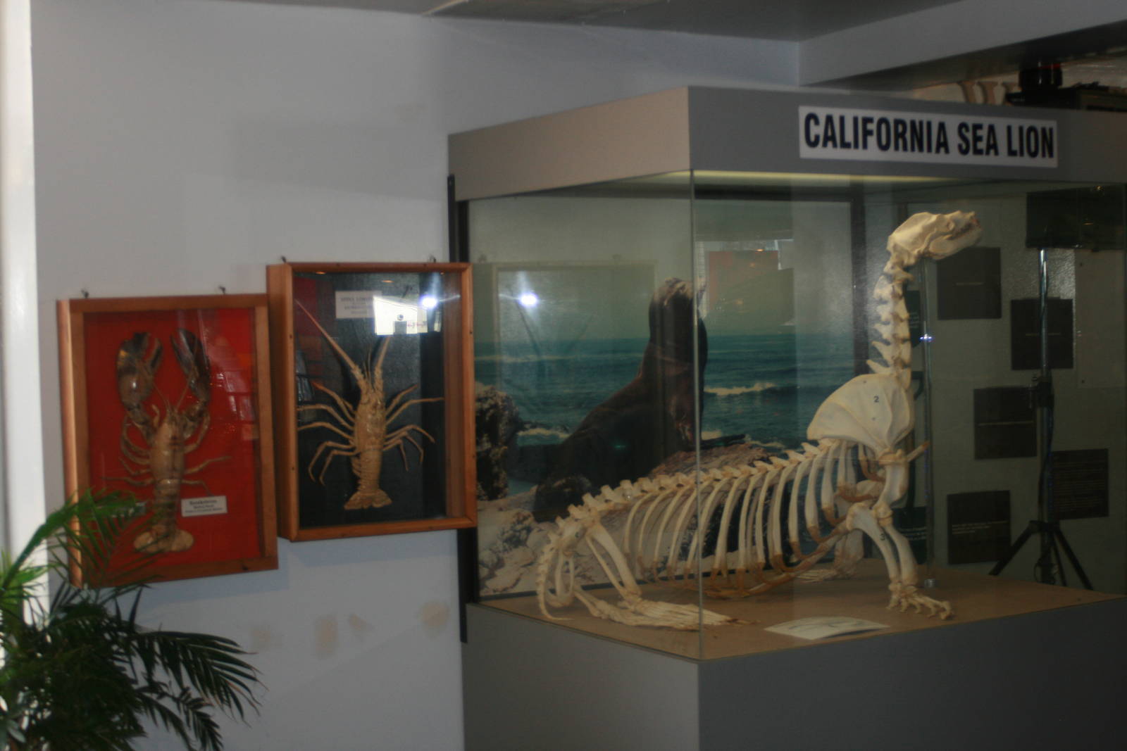 Aquarium museum mountings